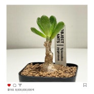 귀여운 아프리카 식물 틸레코돈 피그메우스