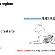 개와 고양이 폐 실질 질환 (parenchymal disease) 방사선 및 초음파 활용