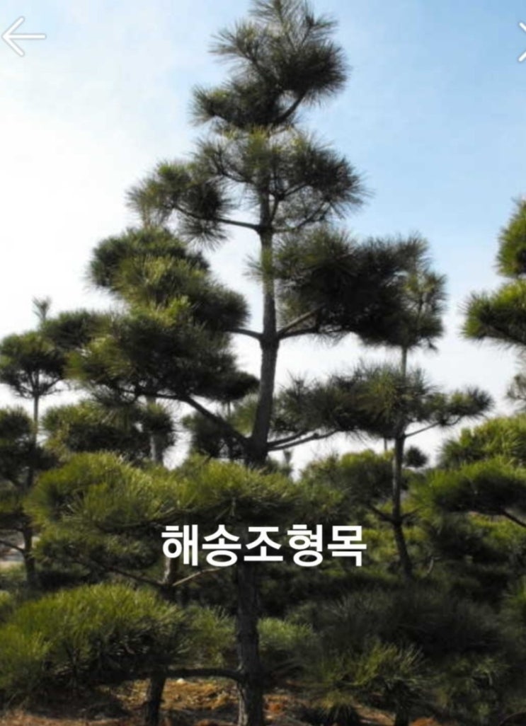 의령 포항 경주 소나무 묘목 해송 적송 반송 황금반송 포트묘 산림복구 산림훼손용 판매 : 네이버 블로그