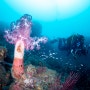 제주도의 아름다운 큰수지 맨드라미 산호와 자리돔