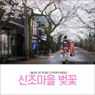 일본벚꽃명소, 오카야마현 마니와의 신조촌(新庄村)
