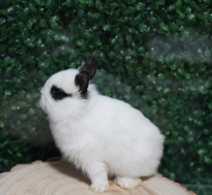 Dwarf rabbits : 네이버 블로그