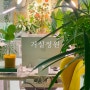[거실정원] 매일 싱그러운 거실 식물인테리어(재택근무 책상, 소파 플랜테리어 꿀팁)