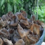 6시내고향 용인 목이버섯 방울토마토 농장 택배 주문 가격 연락처 새암농장