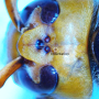 장수말벌(Vespa mandarinia)의 통론 3. 생김새, 형태
