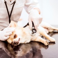 강아지 건강검진 해야 하는 이유-항목,비용 등 알아보기