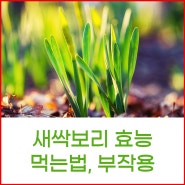 새싹보리 효능 부작용 새싹보리분말 먹는법 방법 보리새싹