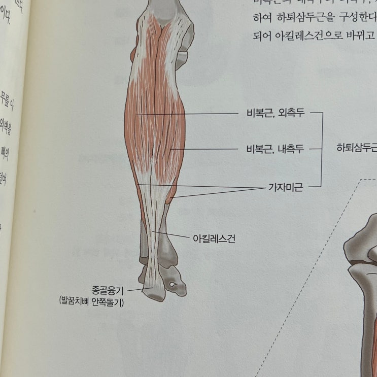 다리부종 약의 종류와 종아리 근육 스트레칭 : 네이버 블로그