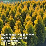 [서산/조경수농원] 화려한 황금빛 서양측백, 돈이 되는 황금나무 “써니스마라그”