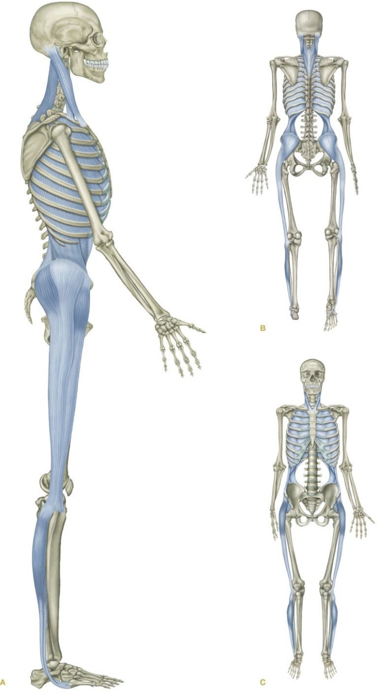 외측선(Lateral Line) - 발 아치 무너짐 / 왼쪽 옆구리 통증 / 오른쪽 옆구리 통증 : 네이버 블로그
