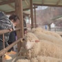 [경기도아이와가볼만한곳]양평양떼목장 먹이주기체험+놀이터+썰매까지 가성비 갑~!주말나들이