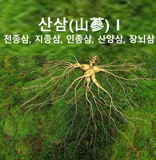 산삼(山蔘) I - 천종삼(天種蔘), 지종삼(地種蔘), 인종삼(人種蔘), 산양삼(山養蔘), 장뇌삼 (長腦蔘) : 네이버 블로그