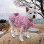 강아지 패딩 애견옷 고장난 T단추 셀프 리폼