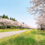 2023 Cherry Blossoms In South Korea Festivals