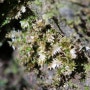 둥근산주목이끼 Plagiothecium curvifolium Schlieph. ex Limpr.