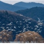 경안천자연생태공원 겨울철새 군무 - 고니, 기러기, 겨울철새