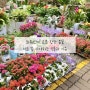 [봄꽃입고] 식물쇼핑 ‘양재꽃시장 근황’ 지금 꼭 사야 하는 추천 꽃화분