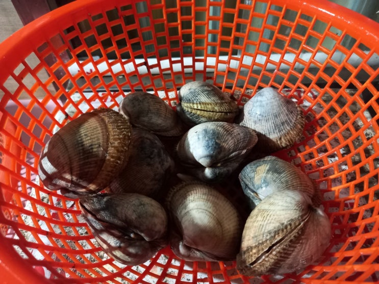 속여파는 새조개 1kg : 네이버 블로그