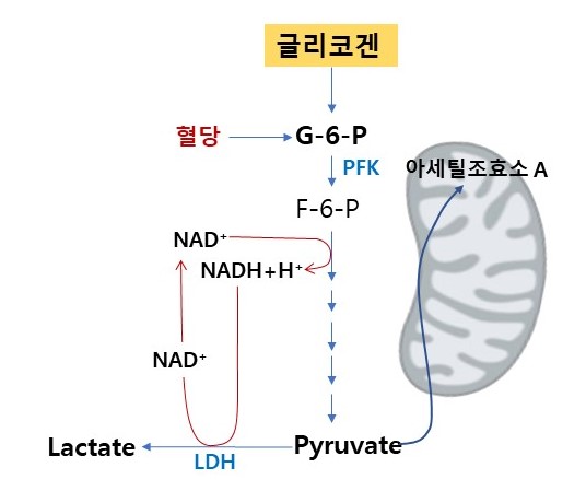 운동 중 혈중젖산수준의 결정요인과 훈련효과 : 네이버 블로그