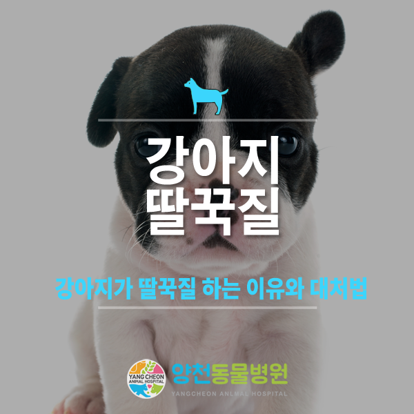 개 배를 간질이는 방법