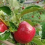 맛있는 사과와 함께 건강한 식습관 만들기