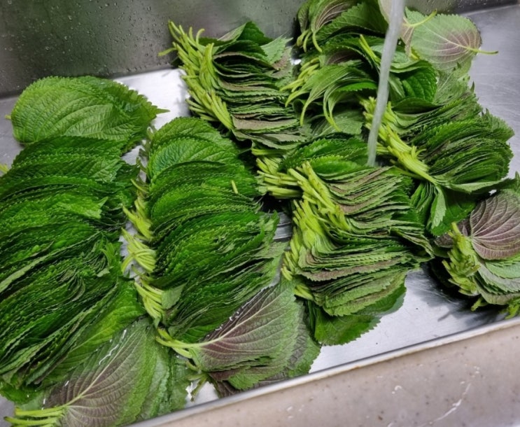 밥도둑 깻잎 반찬 : 네이버 블로그