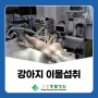강릉 동물병원 강아지 돼지갈비뼈 수술치료