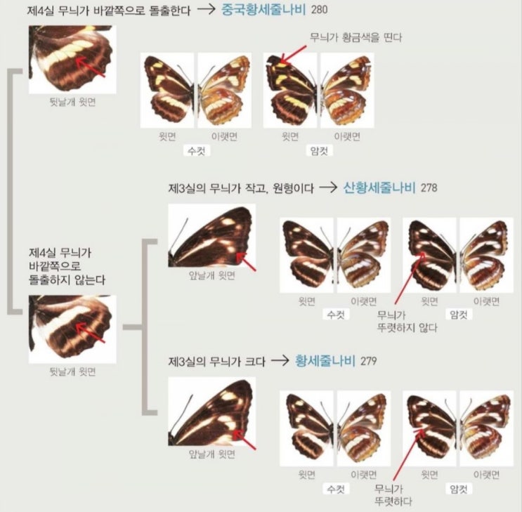 🦋 genus Aldania : 네이버 블로그