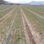 2월 마늘밭 웃거름주는 시기 대서마늘(스페인산) 재배 관리