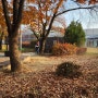 문화정원의 가을 낙엽