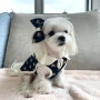 [wangwang] 퀄리티 좋은 예쁜 강아지옷 브랜드 추천! 고급스러움