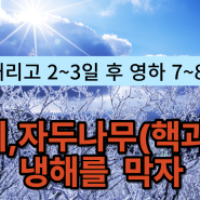 체리, 자두나무(핵과일) 3,4월 냉해(서리) 피해 막는 법