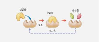 [화학공학과, 생명공학과, 효소공학] 효소공학 소개, 화학공학과 생명공학과 진로 전망 : 네이버 블로그