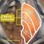 [코어근육, Core] 골반기저근(Pelvic floor muscle) : 치골미골근, 장미골근, 좌골미골근