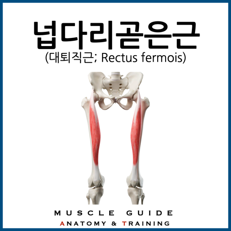 [근육가이드] 넙다리곧은근(대퇴직근; Rectus femoris) : 네이버 블로그