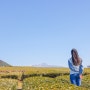 제주 오설록 티뮤지엄 녹차 아이스크림 + 한라산 보이는 제주도 녹차밭