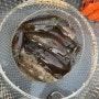 베트남 북부 무늬 오징어와 감성돔 조황