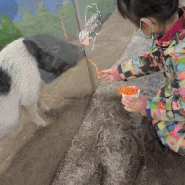 대전 아쿠아리움 동물원 호랑이 하이에나 먹이주기체험 비버가족 할인안내