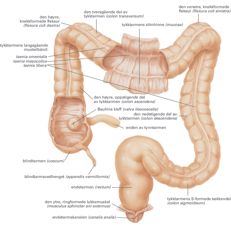 대장의 해부학(Anatomy of large Intestine) : 네이버 블로그