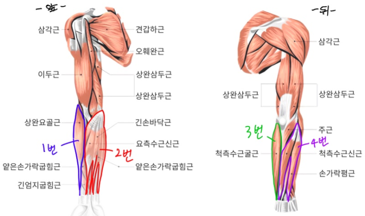 팔근육에 대해서(하부) : 네이버 블로그