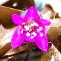장유대청계곡야생화봄꽃 노루귀(2023.2.16)