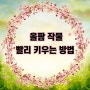 올웨이즈 올팜 작물 빨리 키우는 방법 꿀팁 알려드려요