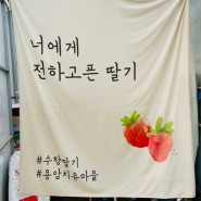 [남양주_딸기체험] 수향딸기농원