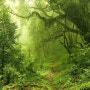 숲사진 초록숲 숲속사진 힐링숲 초록사진 예쁜숲사진 나무사진