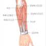 전완근 운동을 하는 다양한 방법 (광안리보부상)