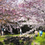 제주도 3월 날씨 예보(2023년) 벚꽃 개화, 만개 시기