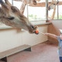 아이와 방콕여행 태국 동물원 방콕 사파리 월드 기린먹이주기