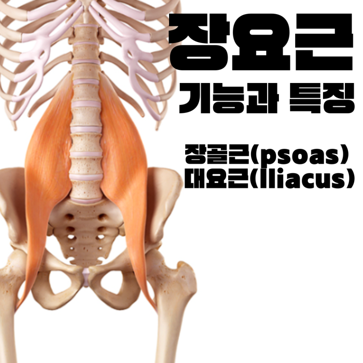 장요근(허리엉덩근, Lliopsoas)의 기능/특징/통증유발점/증상 : 네이버 블로그