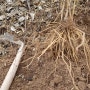 우슬 관절에 좋은 약초 우슬뿌리 캐고있는 태추단감농장 감조은마을
