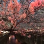 4월 일본 도쿄 여행 벚꽃 명소 추천 - 나카메구로
